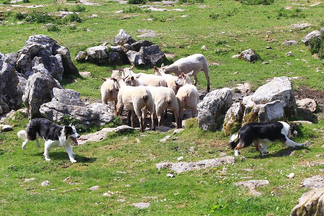 10-Day Ultimate Small-Group Tour of Ireland from Dublin - Slea Head Drive: cliffs, ancient sites, and time to enjoy Dingle twice