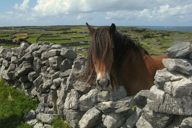 3-Day Southern Ireland Tour Including Galway and Kerry from Dublin - Guide Quality Matters More Than You Think