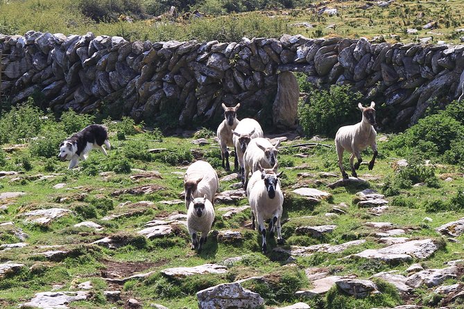 8 Day Emerald Explorer Small Group of tour of Ireland - Day 6: Burren Farm Experience and Galway City nights