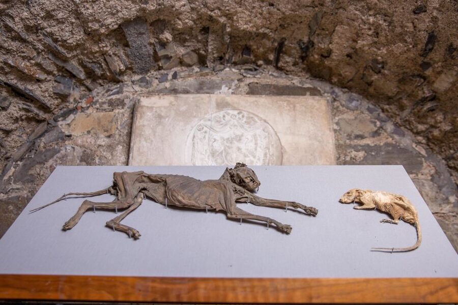 Christ Church Cathedral Entrance Ticket & Self-Guided Tour - Following medieval footsteps: why the self-guided route feels different