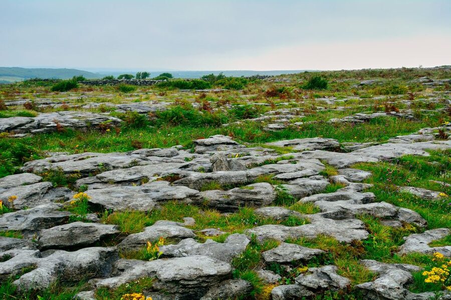 Cliffs of Moher and Blarney 2-Day Tour from Dublin - County Clare and the Burren: flowers in a moonlike setting