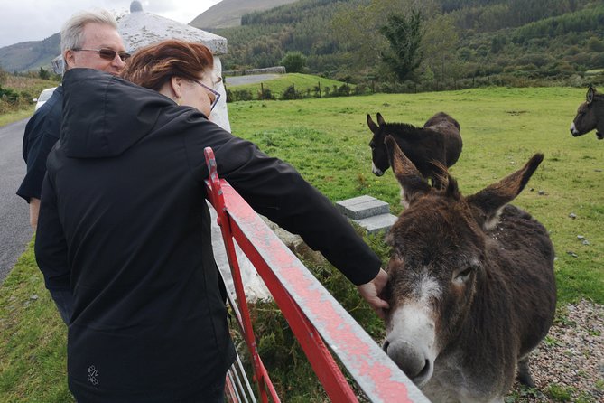 Cliffs of Moher & Galway Bay private tour or Galway city day trip - Key highlights worth waking up early for