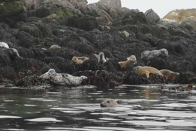 Dublin Bay Seal Kayaking Safari at Dalkey - Price and value: is $143.97 per person worth it?