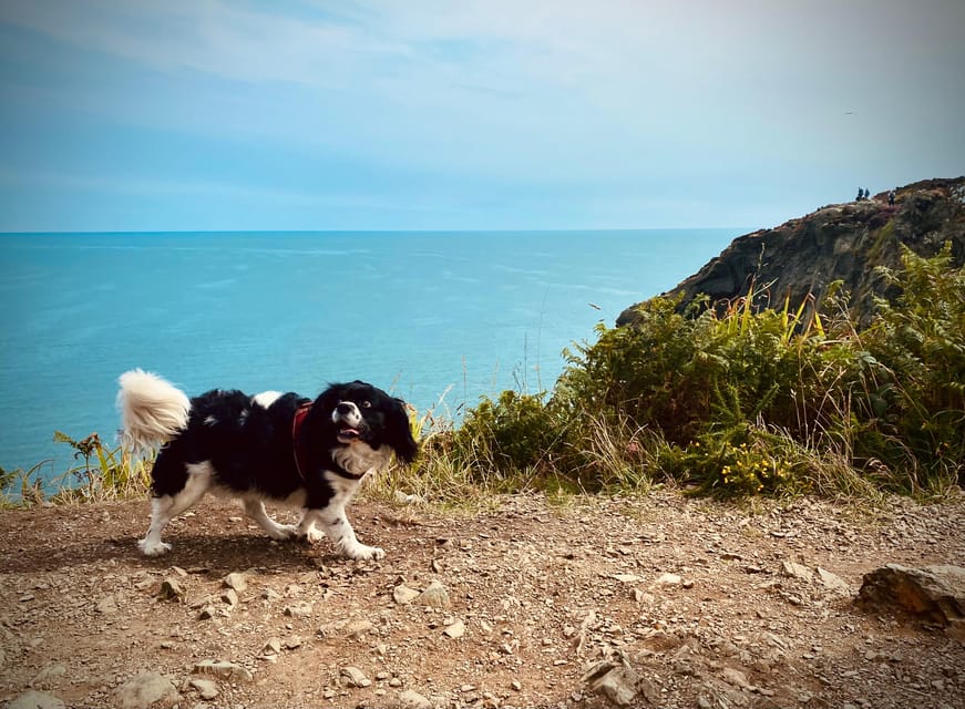 Dublin: Dublin Coastal Hike and Pints & Puppies - St. Mary’s Abbey (built 1042): ruins that fit the hike