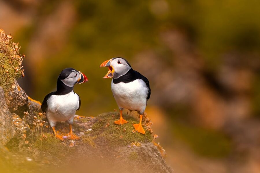 Dublin: Ferry from Howth to Ireland's Eye island - Puffins, cormorants, and gannets: how to set expectations for bird sightings
