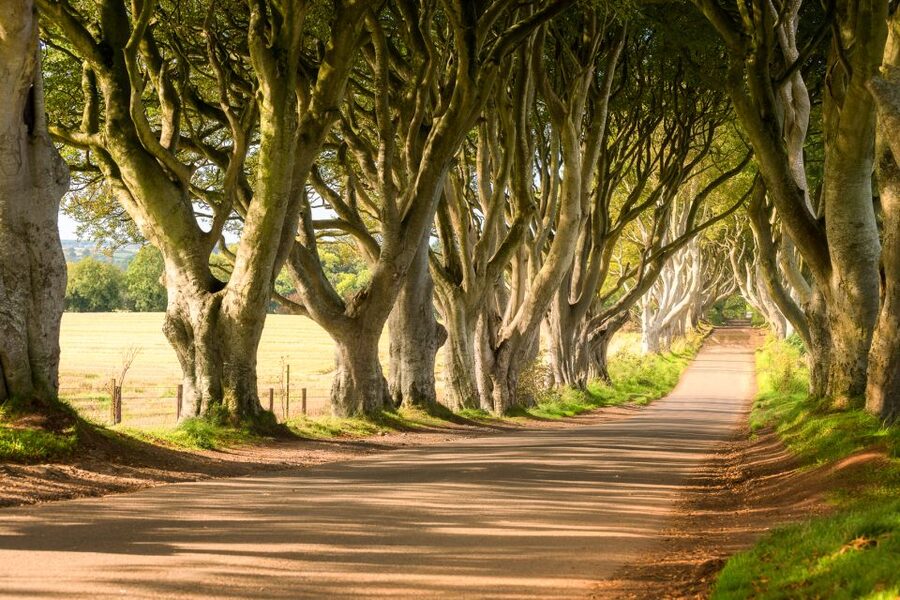 Dublin: Giants Causeway, Dark Hedges, Dunluce & Belfast Tour - Key Points Before You Go