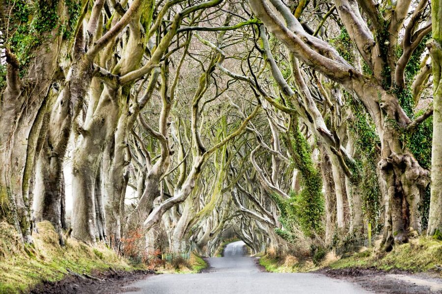 Dublin: Giants Causeway, Dark Hedges, Dunluce & Belfast Tour - The Bus Guides: Live Commentary That Makes the Stops Stick