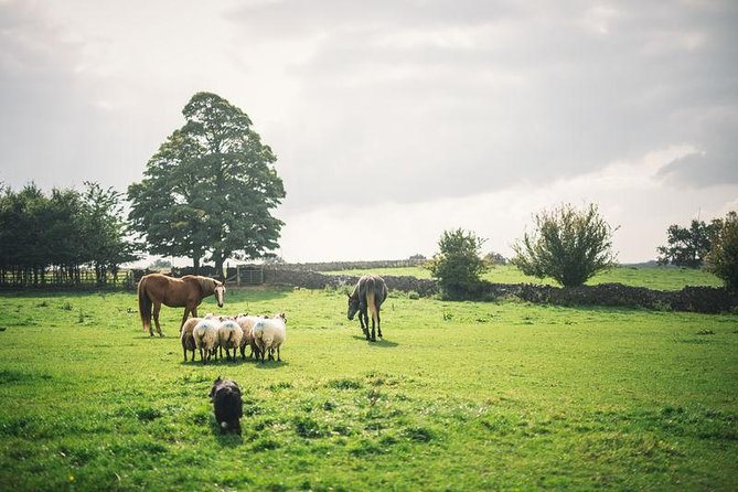 Dublin: Glendalough, Wicklow, Kilkenny and Sheepdog demonstration - Key highlights you should not miss