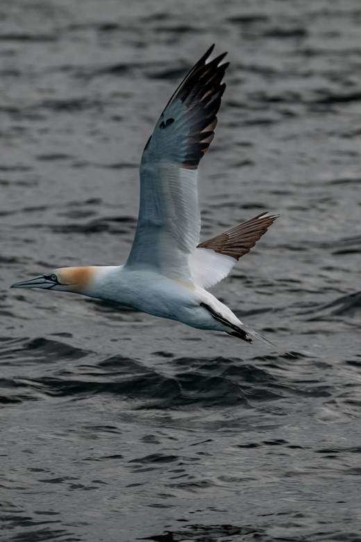 Dublin: History and Wildlife Boat Tour with Live Commentary - Key things to know before you go