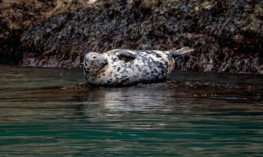 Dublin: History and Wildlife Boat Tour with Live Commentary - Dublin Bay by boat: why this area works so well