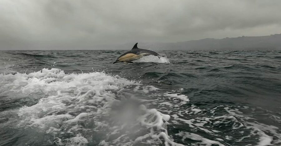 Dublin: History and Wildlife Boat Tour with Live Commentary - Finding Goat Boat Tours at the departure point
