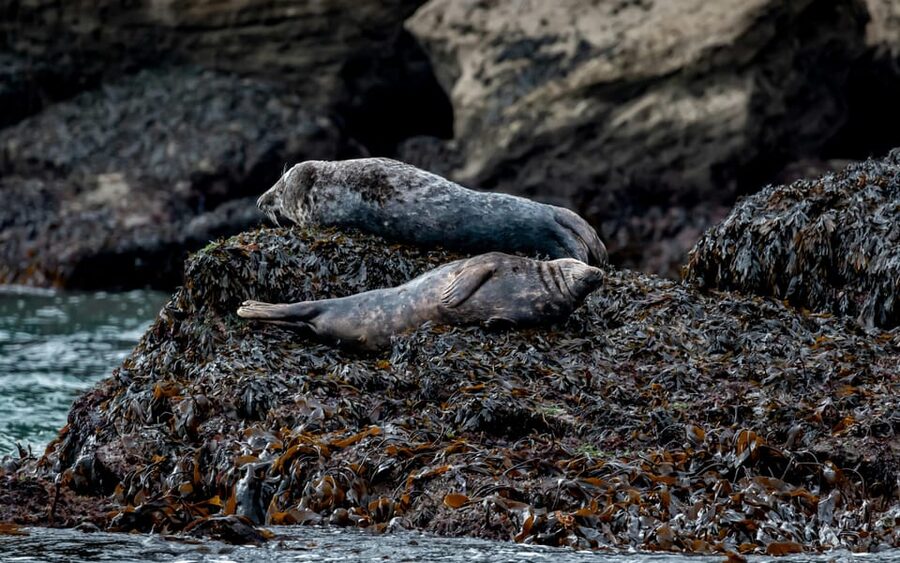 Dublin: History and Wildlife Boat Tour with Live Commentary - Wildlife viewing: seals, seabirds, and the dolphins maybe-factor