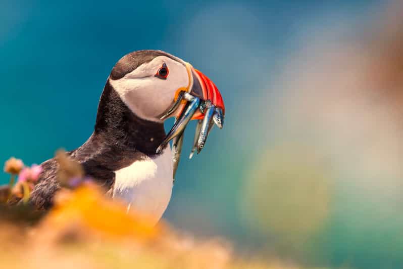 Dublin: Howth Coast and Ireland's Eye Boat Tour - Ireland’s Eye, the Martello Tower, and the Wildlife Spotting Game