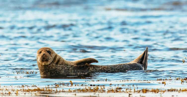 Dublin: Howth Coastal Boat Tour - Your route on the water: cliffs, caves, and the Island of Ireland’s Eye