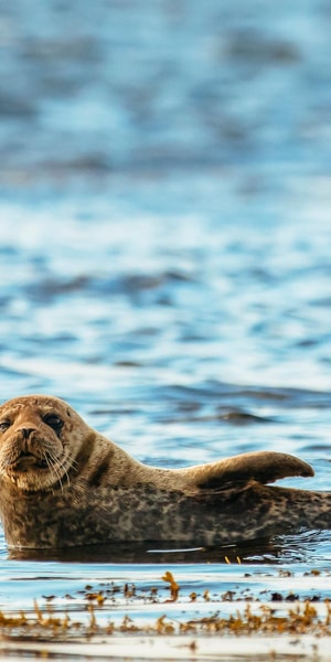 Dublin: Howth Coastal Boat Tour - Best time to go and how weather affects your chances