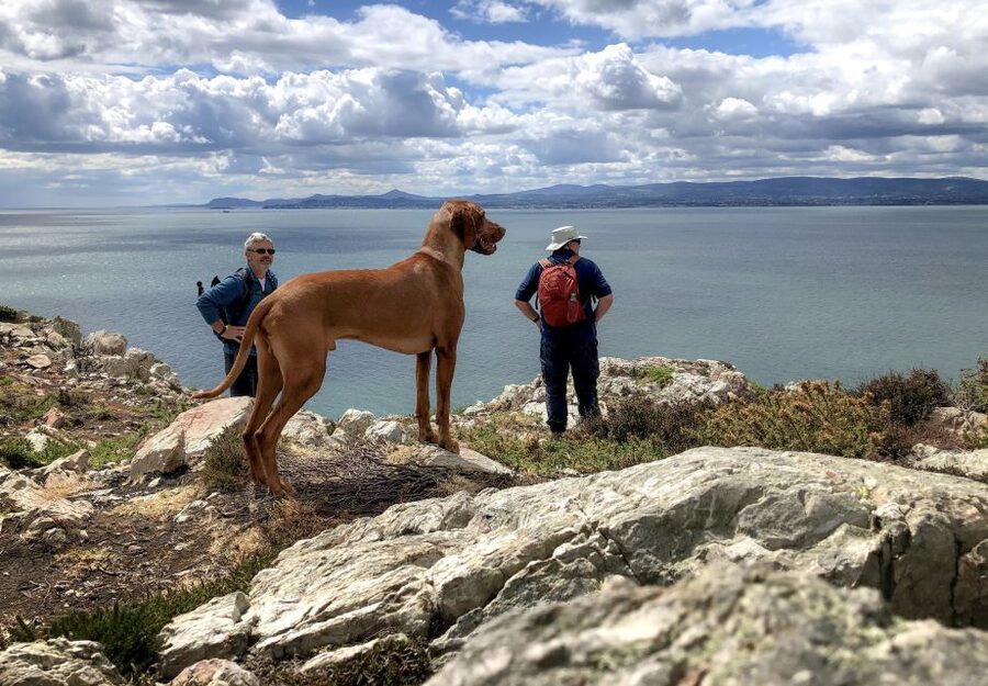 Dublin: Howth Coastal Hiking Tour - Key highlights you will feel right away