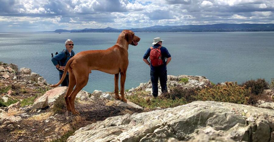 Dublin: Howth Coastal Hiking Tour - Starting at Howth Market, with an easy Dublin exit plan