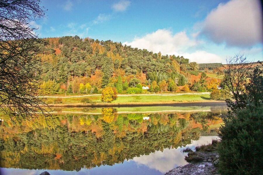 Dublin: Kilkenny, Wicklow & Glendalough Tour & Sheepdog Show - The sheep farm sheepdog demonstration, where the real wow happens