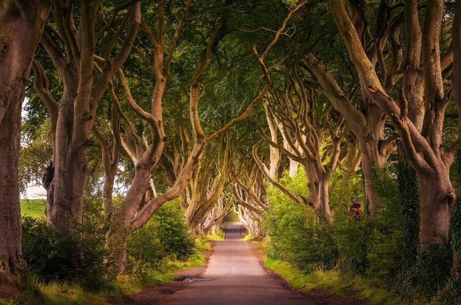 From Dublin: Giant's Causeway, Dark Hedge & Belfast Tour - From Molly Malone to Northern Ireland, the day starts early