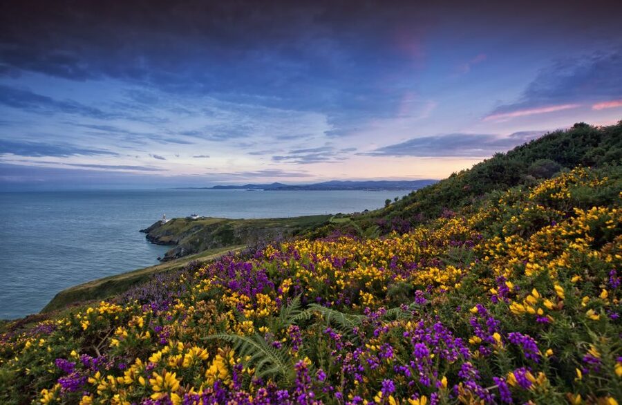 From Dublin: Half-Day Guided Coastal Tour to Howth Village - Key highlights you will feel fast