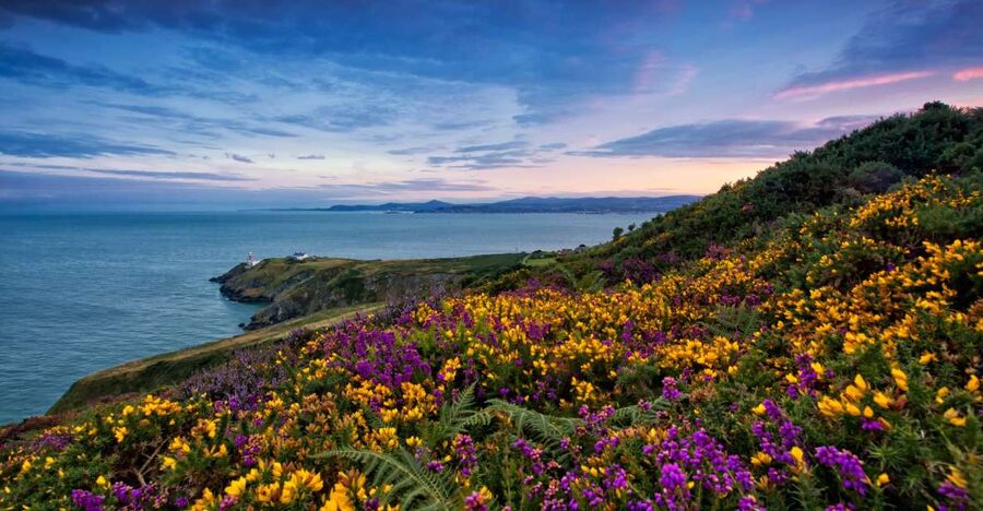 From Dublin: Half-Day Guided Coastal Tour to Howth Village - Howth Cliff Walk: your guided hour on the headlands