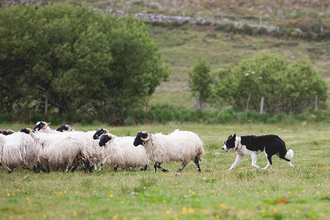 From Dublin: Wicklow, Glendalough, Waterfall & Sheepdog demo - Price and value: what you really pay for
