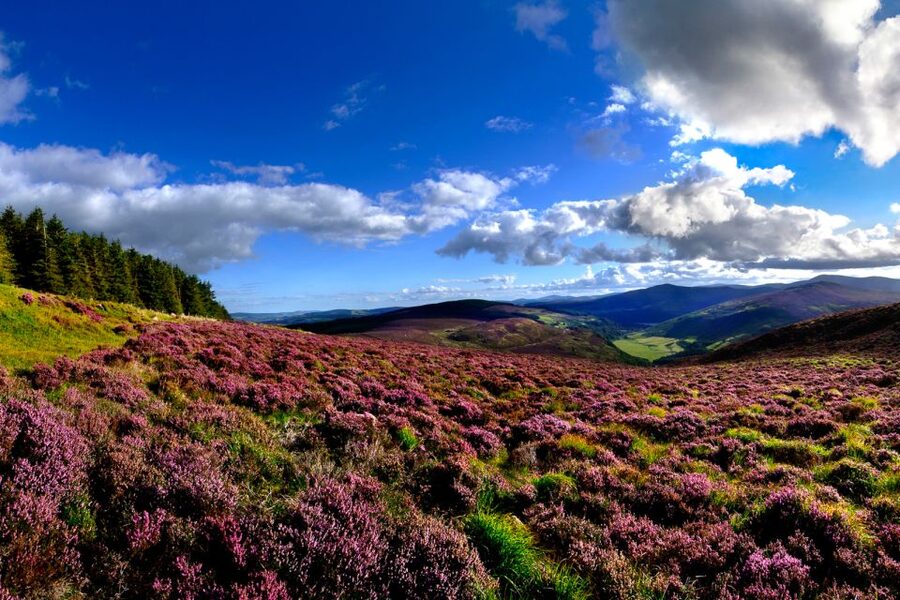 From Dublin: Wicklow Mountains, Glendalough, & Kilkenny Tour - Why This Dublin Trip Works: Mountains, Monasteries, and a Working Farm