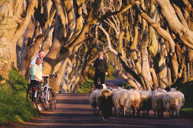 Giant's Causeway Day Tour from Dublin - Giant’s Causeway: 90 minutes to see the columns without stress