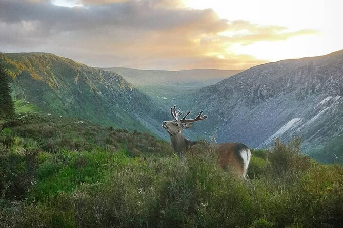 Glendalough Night Hike and History Tour - What you do on the 4 to 5 hour sunset and stargazing walk