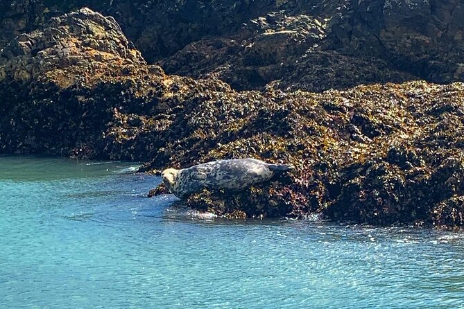 Howth Cliffs and Ireland's Eye Ferry Boat Tour - From Howth Pier to the Puffin: what happens right away