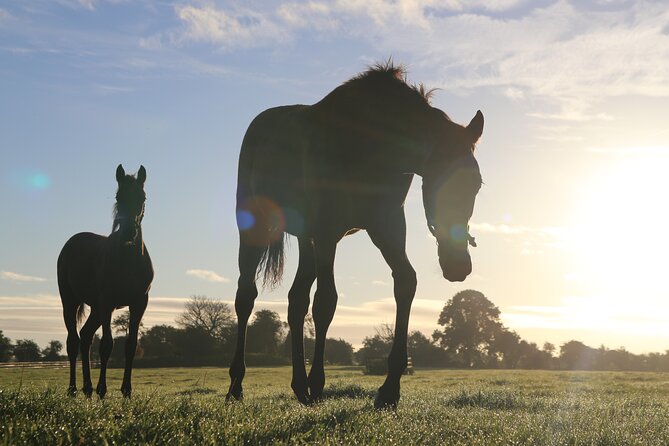 Irish National Stud & Gardens Skip the line Entrance - Key highlights
