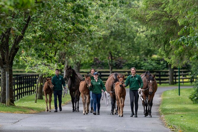 Irish National Stud & Gardens Skip the line Entrance - Time, pacing, and value for about $22.98