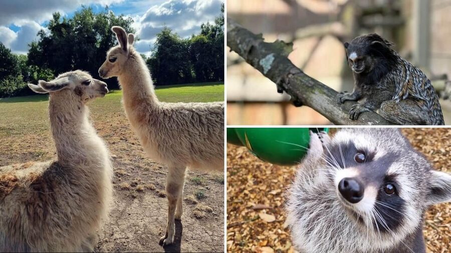 Kildare: Clonfert Farm General Admission Ticket - Key Things To Know Before You Go