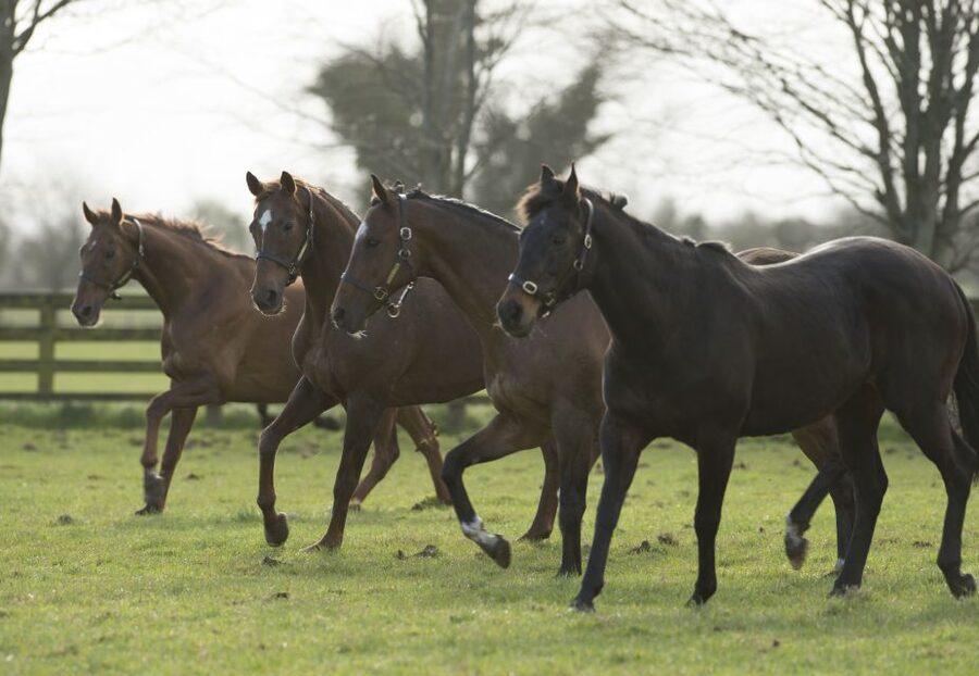 Kildare: Irish National Stud & Gardens - Who should book the Irish National Stud and Gardens?