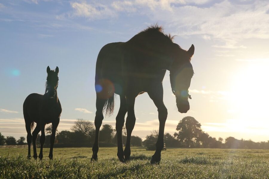 Kildare: Irish National Stud & Gardens - Stallions, mares, and foals: what the free public tour really gives you