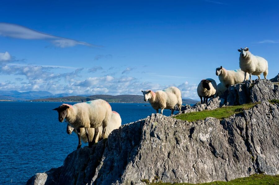 Private Wild Atlantic Day Tour from Cork - Why this Cork to Wild Atlantic Day feels worth your money