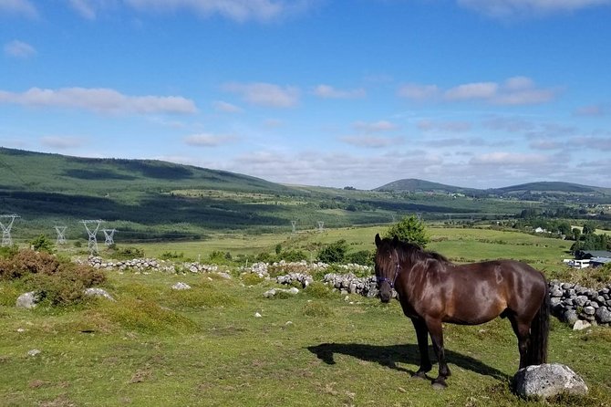 Wicklow Mountains Horse Trekking - The pre-trek lesson: how beginners get comfortable fast